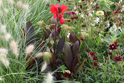 Blumenrohr Canna