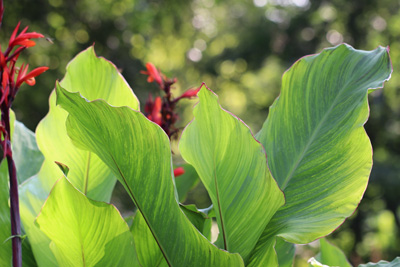 Blumenrohr Canna