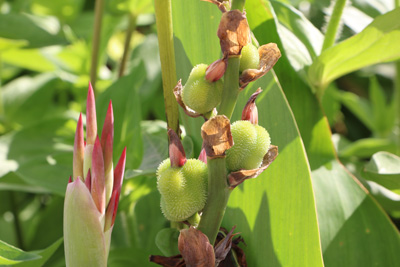 Blumenrohr Canna