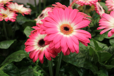 Gerbera