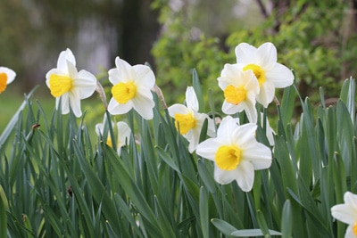 Narzissen Narcissus