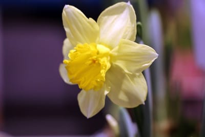 Narzissen Narcissus