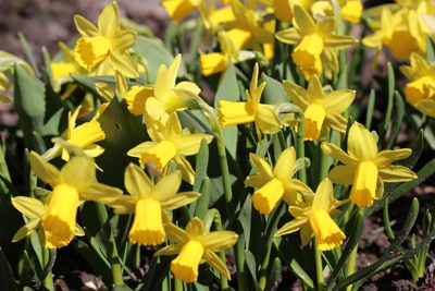 Narzissen Narcissus, Blumen vertragen Frost