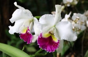 Orchidaceae blanche aisaka yuki Orchidee