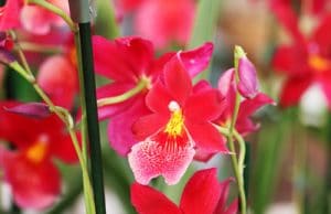 Orchidaceae cambria, Orchidee