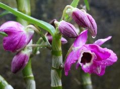 Orchidaceae Dendrobium Orchideen