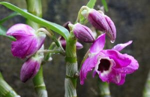 Orchidaceae Dendrobium Orchideen