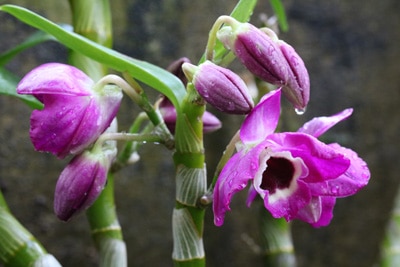 Orchidaceae Dendrobium Orchideen