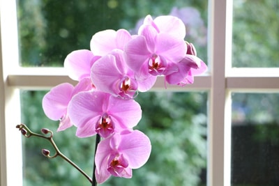 Orchidaceae phalaenopsis Orchidee