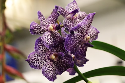 Orchidaceae Vanda Orchidee