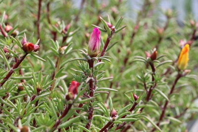 Portulakröschen