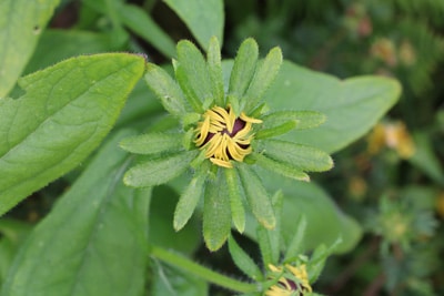 Sonnenhut Rudbeckia