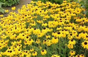 Sonnenhut Rudbeckia