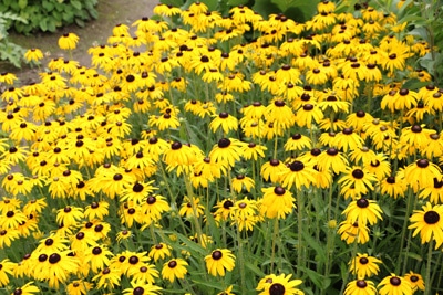 Sonnenhut Rudbeckia