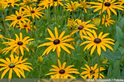 Sonnenhut Rudbeckia