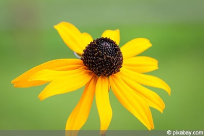 Sonnenhut Rudbeckia