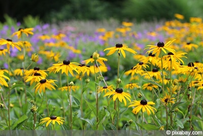 Sonnenhut Rudbeckia