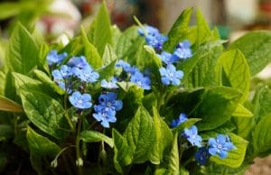 Vergissmeinnicht Myosotis