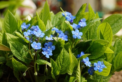 Vergissmeinnicht Myosotis