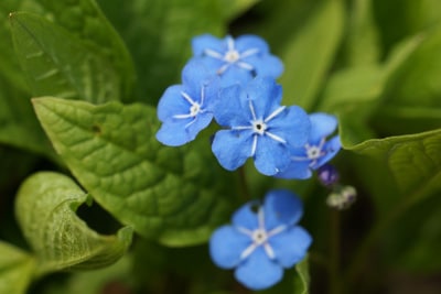 Vergissmeinnicht Myosotis