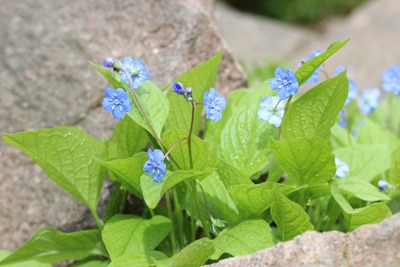 Vergissmeinnicht Myosotis