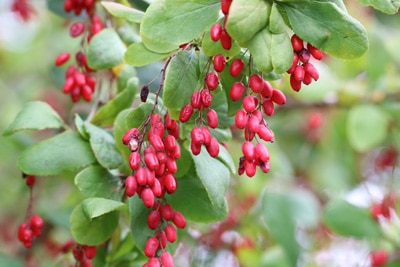 Strauch Berberitze Berberis vulgaris