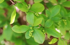 Berberitze - Berberis vulgaris