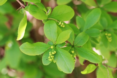 Berberitze - Berberis vulgaris