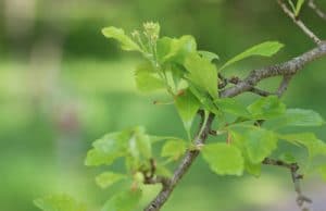 Weißdorn Crataegus Sträucher