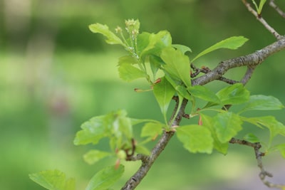 Weißdorn Crataegus Sträucher