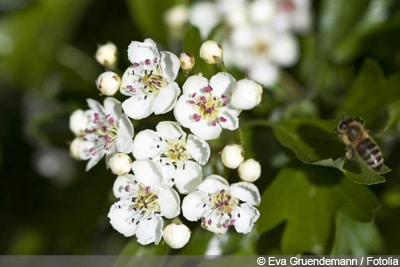 Weißdorn Crataegus