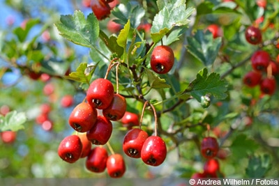 Weißdorn Crataegus