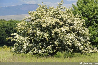 Weißdorn Crataegus