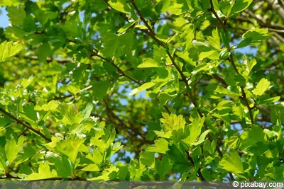 Weißdorn Crataegus