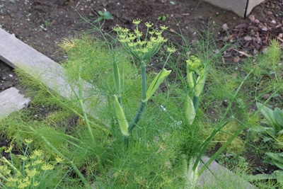 Dill Kräuterspirale