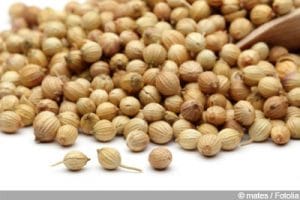 Koriander - Anbau, Pflanzen, Pflege und Ernte - Gartendialog.de