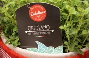 Oregano