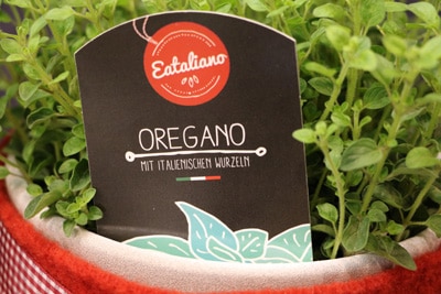 Oregano