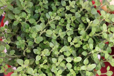 Oregano