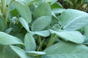 Salbei-Anbau - Pflanzen, Pflege und Ernte - Gartendialog.de