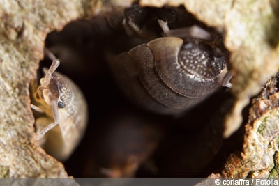 26+ nett Foto Asseln In Der Wohnung / Asseln Kellerasseln Mein Garten Ratgeber - Die meisten asseln sind pflanzenfresser und zählen somit biologisch zu den erstzersetzern.