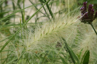 Lampenputzergras Pennisetum alopecuroides 