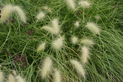 Pennisetum alopecuroides