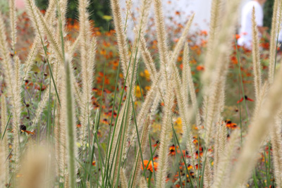 Lampenputzergras Pennisetum alopecuroides 