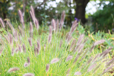 Pennisetum alopecuroides