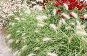 Lampenputzergras Pennisetum alopecuroides