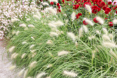 Lampenputzergras Pennisetum alopecuroides