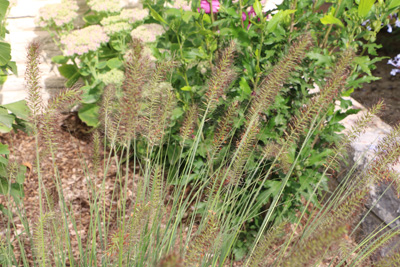 Lampenputzergras Pennisetum alopecuroides 