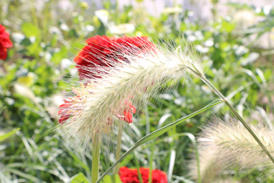 Lampenputzergras Pennisetum alopecuroides