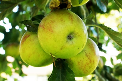 Apfel Malus